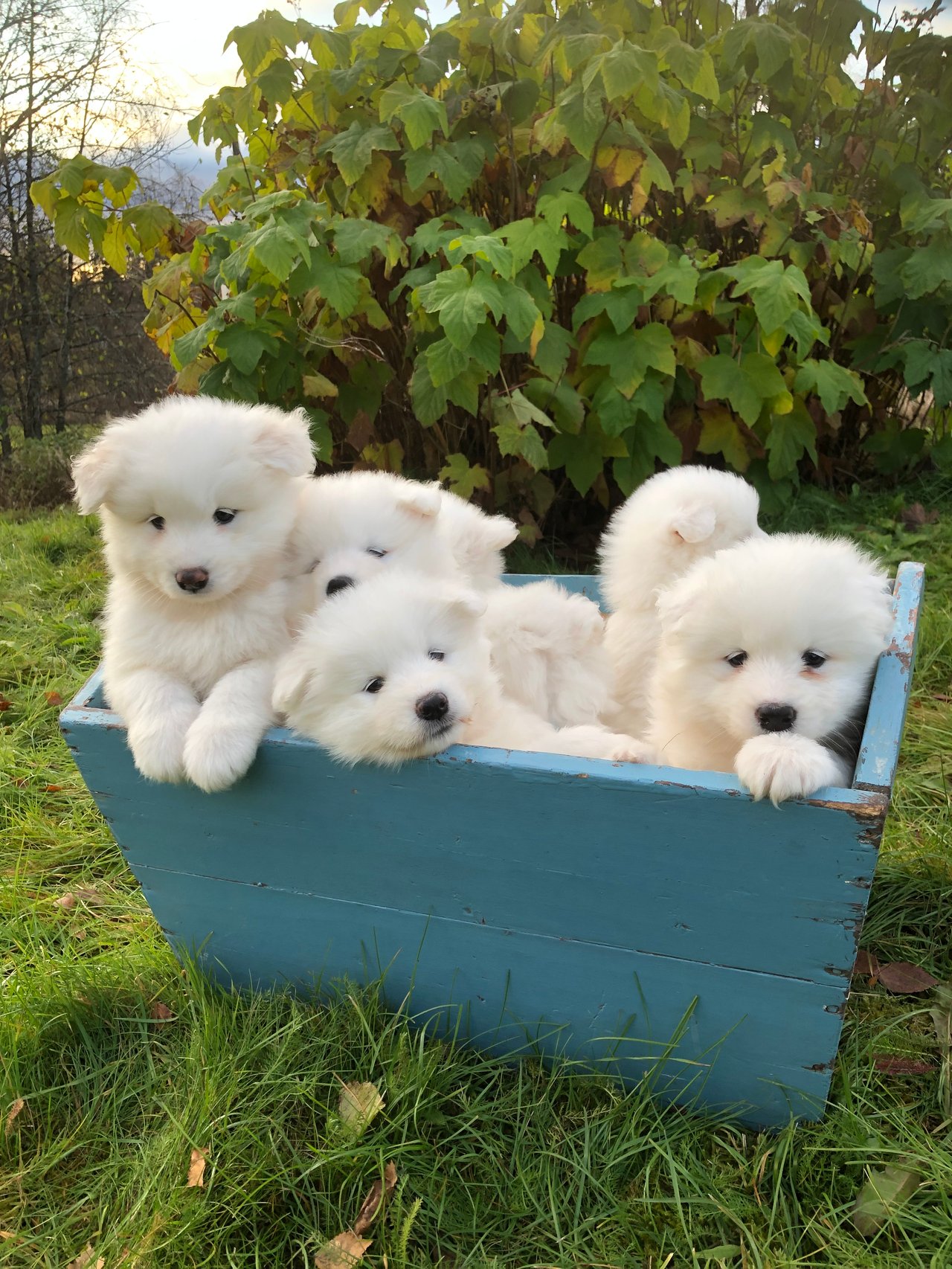 Arctic White Samoyed