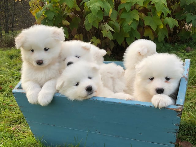 Samojedhund