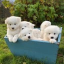 Samoyed