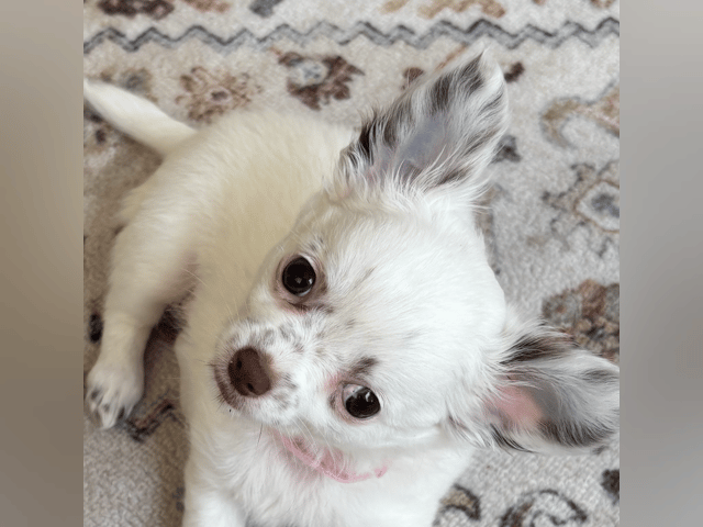Chihuahua