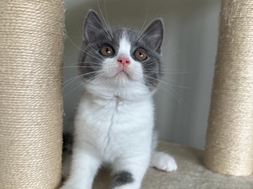 SE*Royal Whiskers