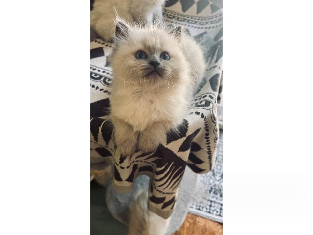 Sibirisk kat