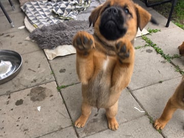 American Akita/Rottweiler · Edane · Inget