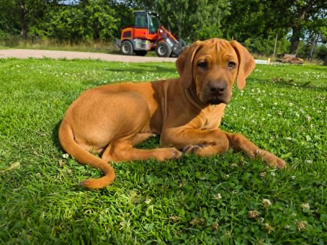 Rhodesian ridgeback