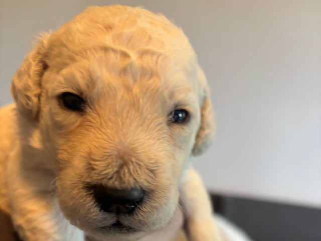 Goldendoodle