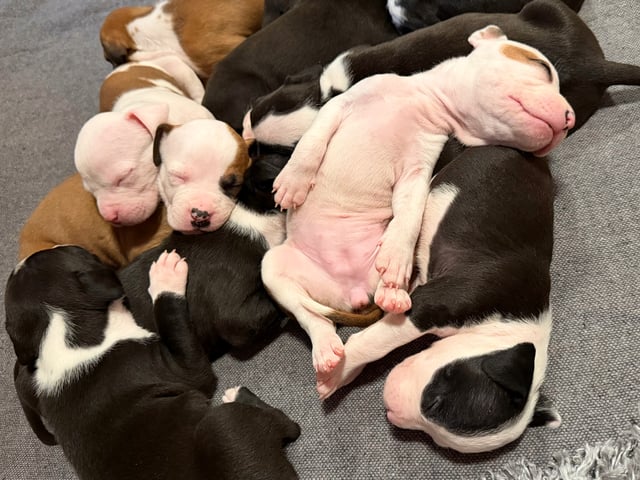 American staffordshire terrier