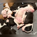 American staffordshire terrier