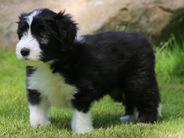Bearded collie