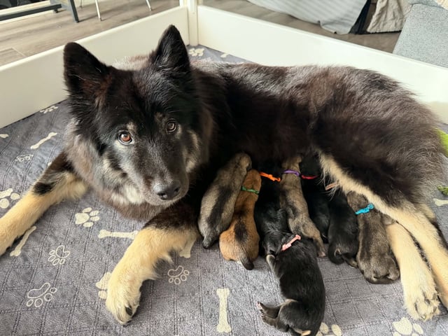 Eurasier · Kvidinge · Chiasmas
