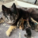 Eurasier