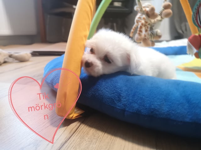 Malteser
