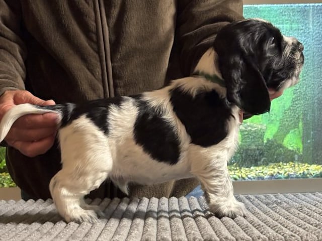 Cocker spaniel