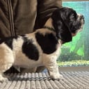 Cocker spaniel