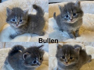 Maine coon / ragdoll / mix · Ursviken · Karin T.