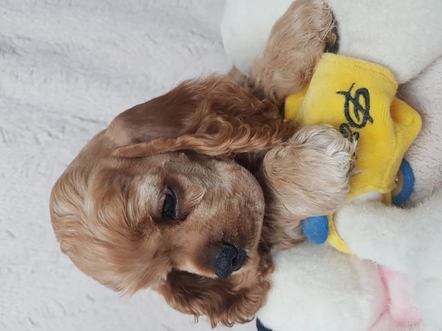 Amerikansk cocker spaniel