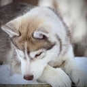 Siberian husky