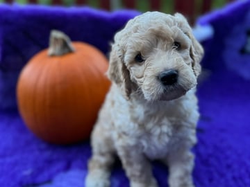 Labradoodle · Vänge · Vanessa W.