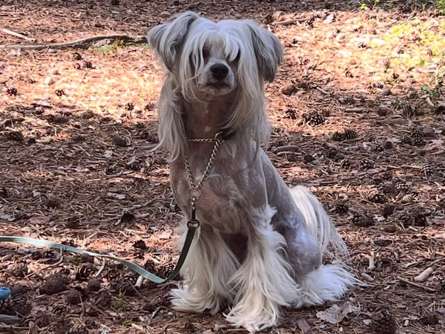 Chinese crested dog