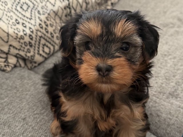 Yorkiepoo valpar toypudel yorkshireterrier · Näsviken · Lustbacka