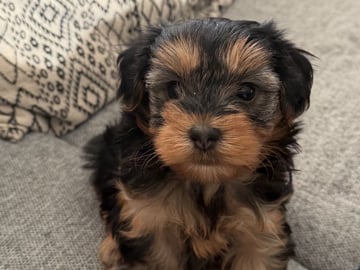 Yorkiepoo valpar toypudel yorkshireterrier · Näsviken · Lustbacka
