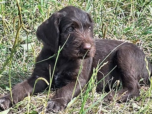 Vorstehhund