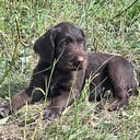 Vorstehhund