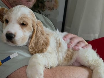 Cocker spaniel · Södertälje · Savanah B.