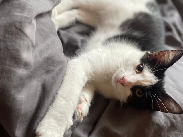 kitten: Nocco