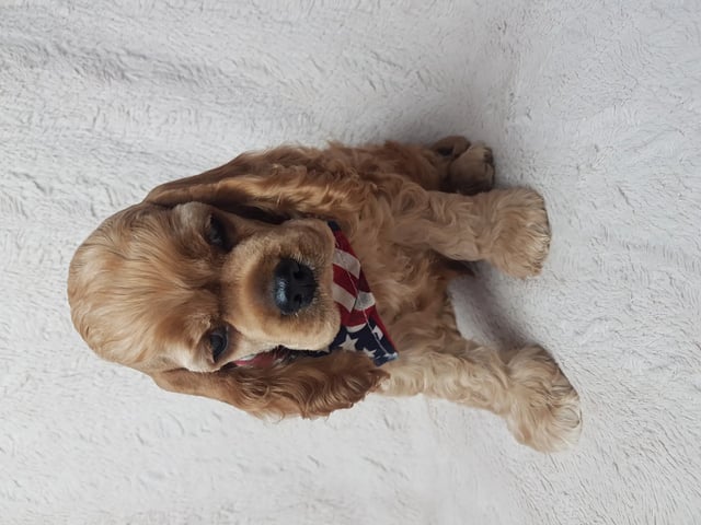 Amerikansk cocker spaniel