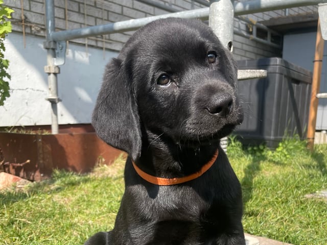 Labrador retriever