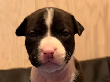 Patrick Nielsen Amstaff