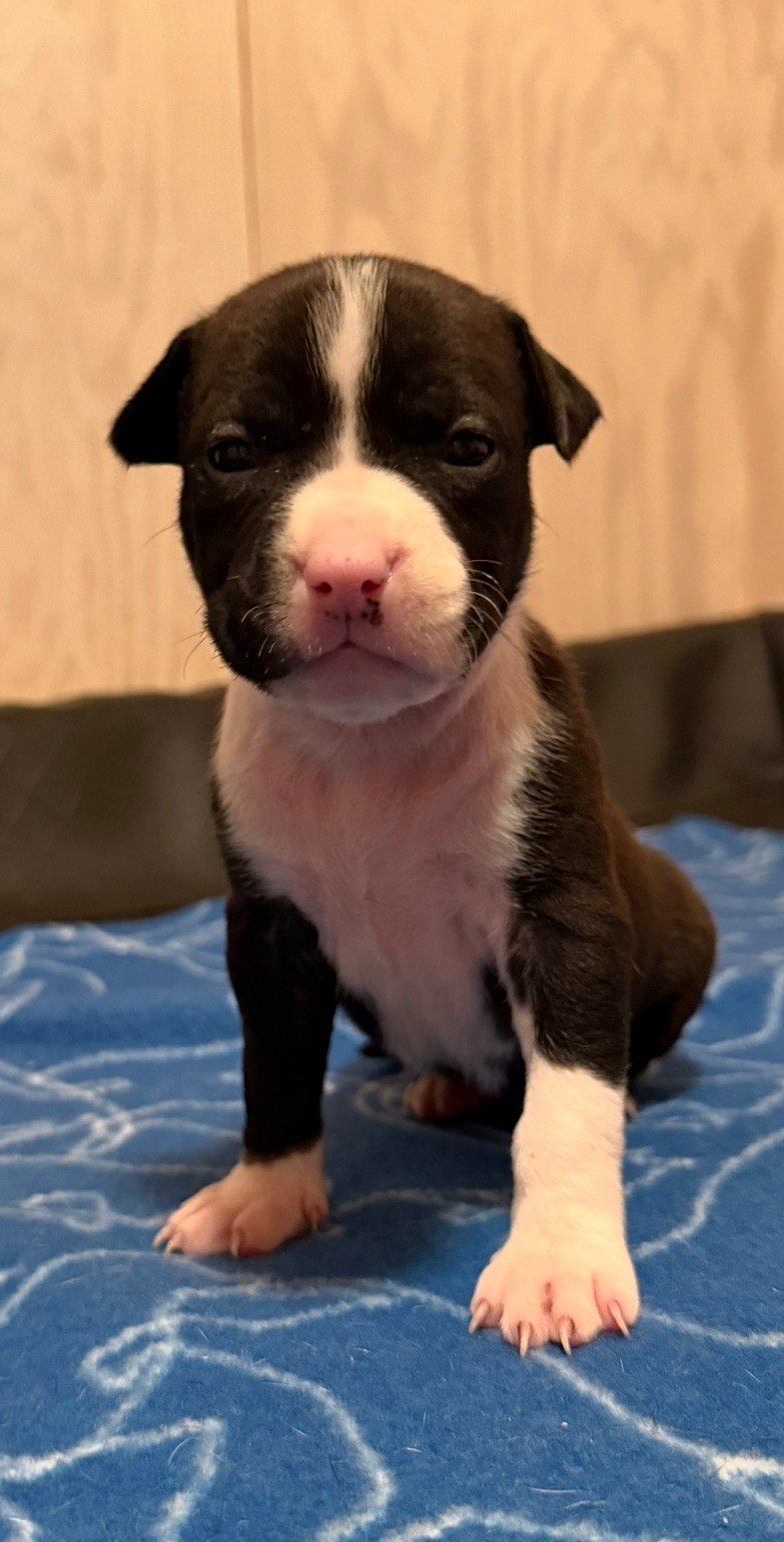 Patrick Nielsen Amstaff