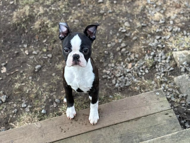 Boston terrier