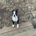 Boston terrier
