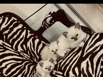 Crazy catlady