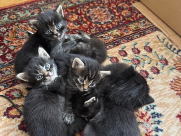 50 % sibirisk katt · Frösön · Karolin H.