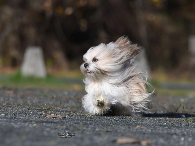 Lhasa apso