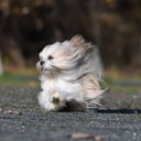 Lhasa apso