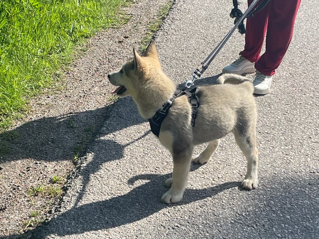 Alaskan malamute