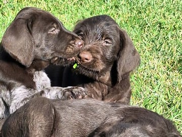 Ruhåret hønsehund · Tinglev · Kennel Schweisshunden