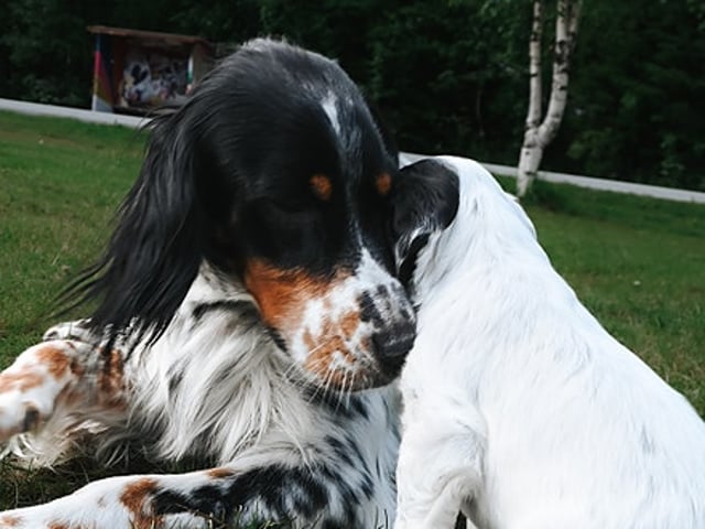 Engelsk setter