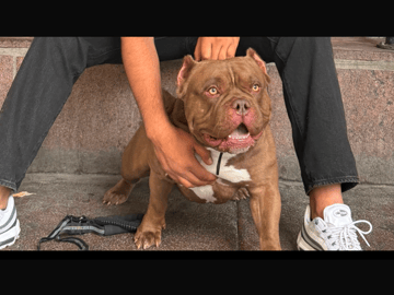 American bully · Lindesberg · Rekaot H.