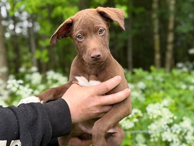 Xoloitzcuintle