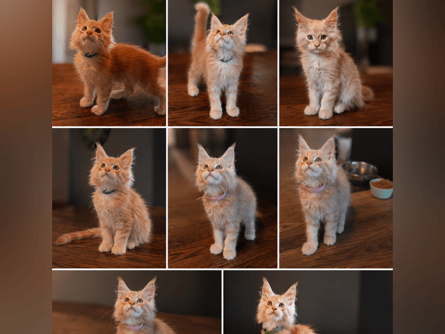 Maine Coon