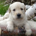 Labradoodle