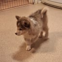 Finsk lapphund