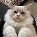 Ragdoll