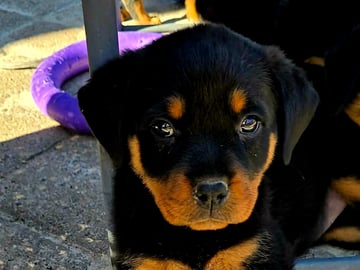 Rottweiler · Klippan · Manfield Farm