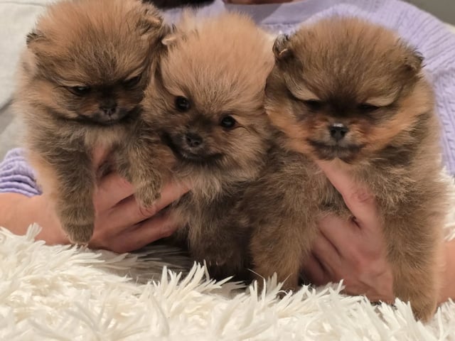 Pomeranian · Flekkerøy · Tiny DreamStar