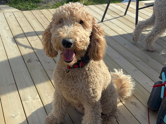 Goldendoodle